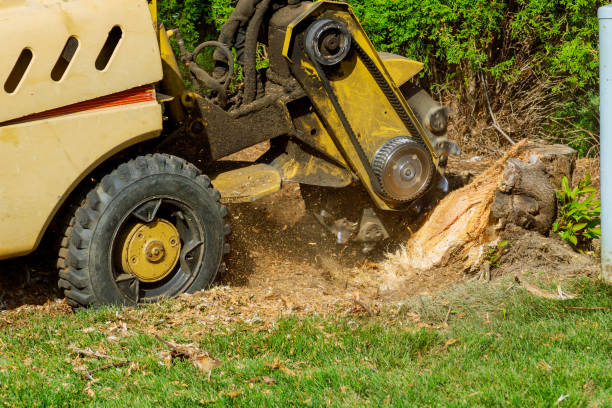 Rancho Tehama Reserve, CA Tree Services Company