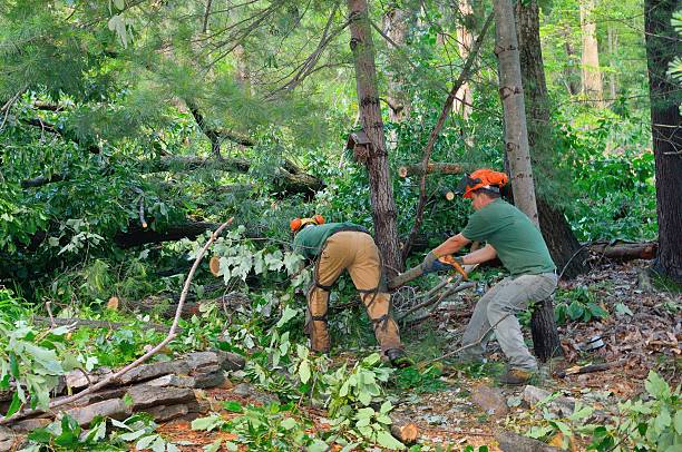 Lawn Maintenance Plans in Rancho Tehama Reserve, CA